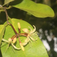 Samadera